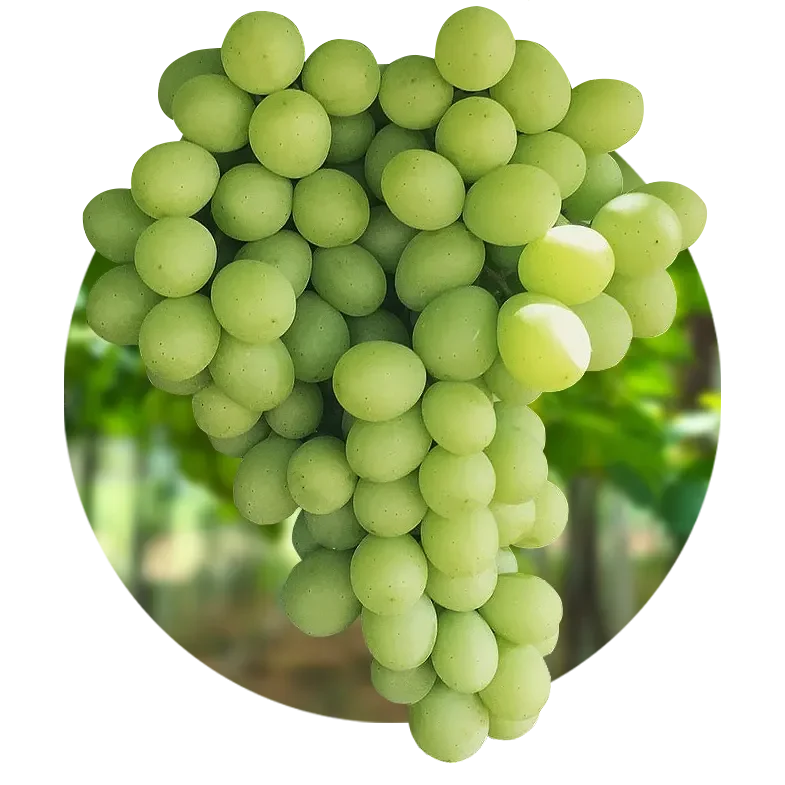 Grapes