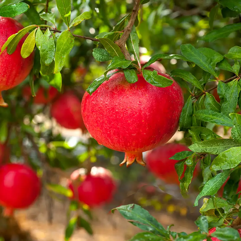 Granadas Rojas