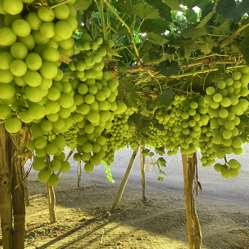 Uvas de mesa Verdes